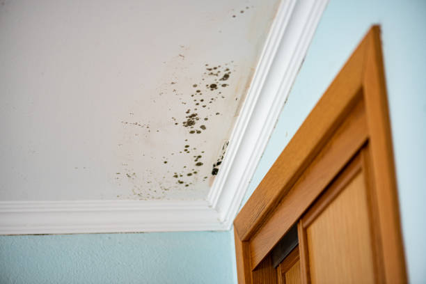 Best Black Mold Removal  in Leadwood, MO