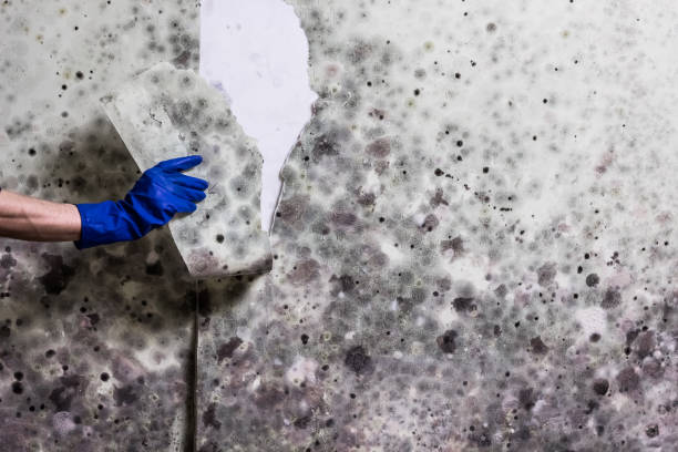 Best Mold Removal Process  in Leadwood, MO