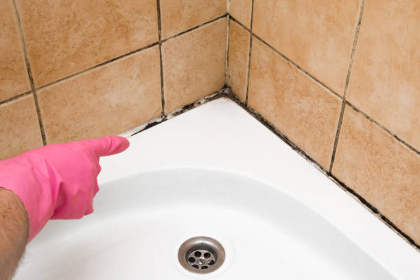 Mold Removal Process in Leadwood, MO